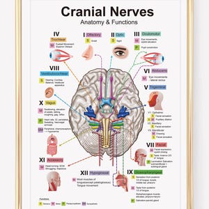 以下が含まれることがあります： 「脳神経 解剖学と機能」と題された額入りの教育ポスター。ポスターには、脳の詳しいイラストと、ラベル付けされた脳神経とその機能が描かれています。テキストと図は黒、青、赤、黄です。