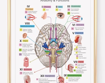 Brain Cranial Nerves Anatomy & Functions | Cranial Nerve Diagram | Brain Anatomy | Educational Medical Poster | Digital Download