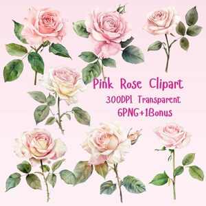 Aquarell rosa Rose Clipart PNG Bundle: DIY Handwerk (Digitaler Download)