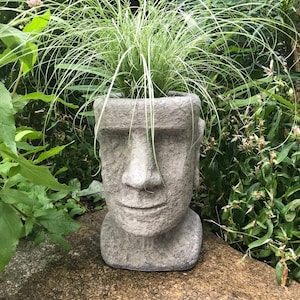 May include: A weathered grey stone planter in the shape of a Moai head, planted with long, green ornamental grass. The planter is set against a backdrop of green foliage, making it a unique garden feature.