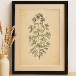 Vintage Oregano Botanical Print – Herbal Wall Art, Digital Download, Cottagecore Decor, Printable Oregano Illustration