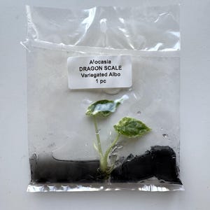 Alocasia Dragon Scale Albo Variegated - Tissue Culture TC | Grower&#39;s Choice | US Seller | rare aroid, houseplant, indoor plant