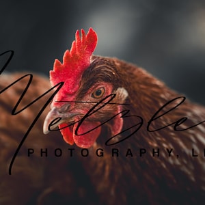 Rustic Hen Portrait | High Resolution Chicken Photography Digital Download (Farmhouse Wall Art)