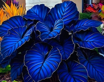100個入り ブルーブラックカラジウム種子 エレファントイヤー、エンジェルウィングス カラフルな葉 育てやすい