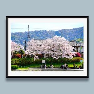 Set of 5, Kyoto, Kamogawa River, Sakura Blossom, Japan travel Photo, Digital art, Wall art, Digital Print, Traveller gift, instant download