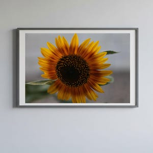 Sunflower Photo Print: Botanical Wall Art for Nature Lovers (Digital Download 5-JPEG Files 300DPI )