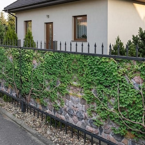 Op de afbeelding: Een zwart metalen hek met een stenen muur bedekt met groene klimop. Het hek loopt langs een verharde weg voor een lichtgekleurd huis met bruine afwerking en ramen. Groene bomen zijn zichtbaar op de achtergrond.