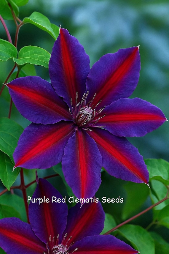 Purple Clematis Seeds for Planting - Clematis occidentalis Purple Clematis Seeds for Planting - Clematis occidentalis