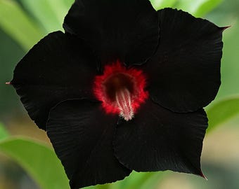 ブラックレッドデザートローズ 4粒：エキゾチックなアデニウム