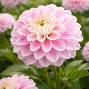 25 Fluffles Dahlia Seeds | Soft Double Bloom Flower Garden | Easy Grow Annual From Seed