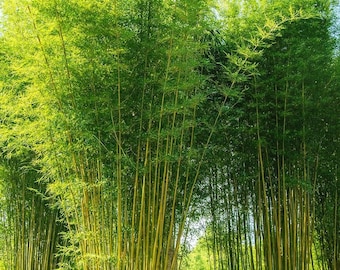 Bambusa Oldhamii Bamboo Seeds | Clumping, Privacy Screen - 50 Rare Seeds