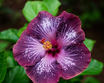Silver Pink Purple Hibiscus 20 Seeds: Exotic Tropical Blooms, Vibrant Garden
