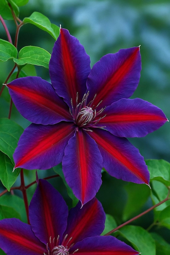 華紅薇ページ　7-13 Purple Red Clematis 25 Seeds: Large Bloom Climbing Perennial - Etsy
