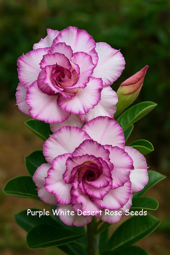 fertilizer for tropical plants Houseplant Fertilizer  The Groovy Plants Ranch LLC