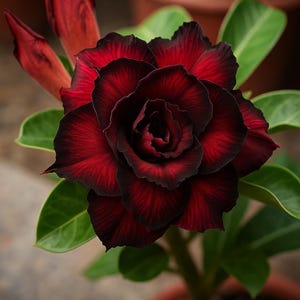 May include: Close-up of a vibrant red and black flower with multiple petals. The flower has a dark center and a contrasting black edge on each petal. Green leaves surround the flower, and the plant is in a brown pot. The flower is in full bloom.