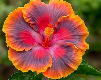 Rare Hibiscus 20 Seeds: Red, Purple, Orange Tropical Blooms