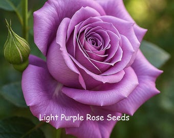 Fragrant Lavender Rose Seeds | 10 Rare Perennial Bush Blooms