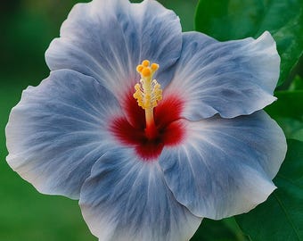 Blue Silver Hibiscus 20 Seeds | Rare Perennial Blooms | Tropical Garden Flower | Elegant Exotic Seeds