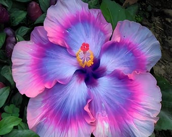 Pink Blue Giant Hibiscus 20 Seeds | Huge Perennial Garden Flowers | Rare Blooming Large-Bloom