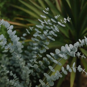 Baby Blue Eucalyptus 50 Seeds: Fragrant Evergreen Tree, Aromatic Foliage