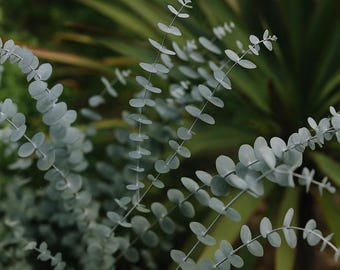 Baby Blue Eucalyptus 50 Seeds: Fragrant Evergreen Tree, Aromatic Foliage