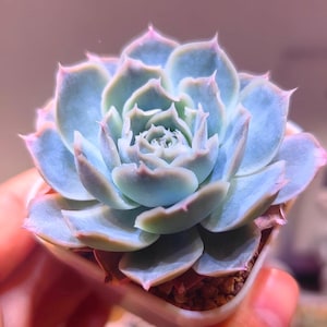 May include: Close-up of a succulent plant with pale blue-green leaves edged in pink. The plant is in a small square pot. The leaves form a rosette shape, with the center leaves tightly packed.