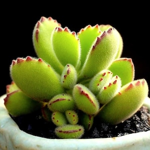 Cat's Claw Plant - Etsy