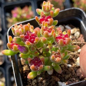 Puede incluir: Una taza de cerámica blanca con un asa negra y el texto "But First, Coffee" en negrita negra. La taza se encuentra sobre un fondo neutro, resaltando su diseño sencillo.