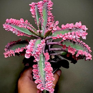 May include: A close-up of a unique plant with green leaves edged in pink, and clusters of small pink plantlets along the edges. The plant has a deep purple stem and is held in a hand against a dark background. The text "grace zai" is visible on the plant.