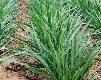 Ponad 100 nasion | Allium tuberosum | Szczypiorek czosnkowy chiński | V002