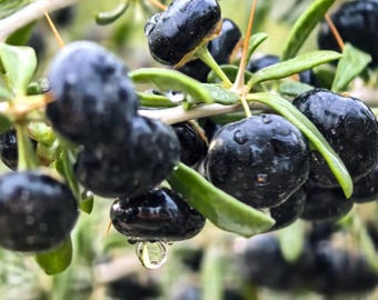 Semillas de bayas de goji negras: alternativa al té de superfrutas (más de 12 semillas, Lycium ruthenium)/021
