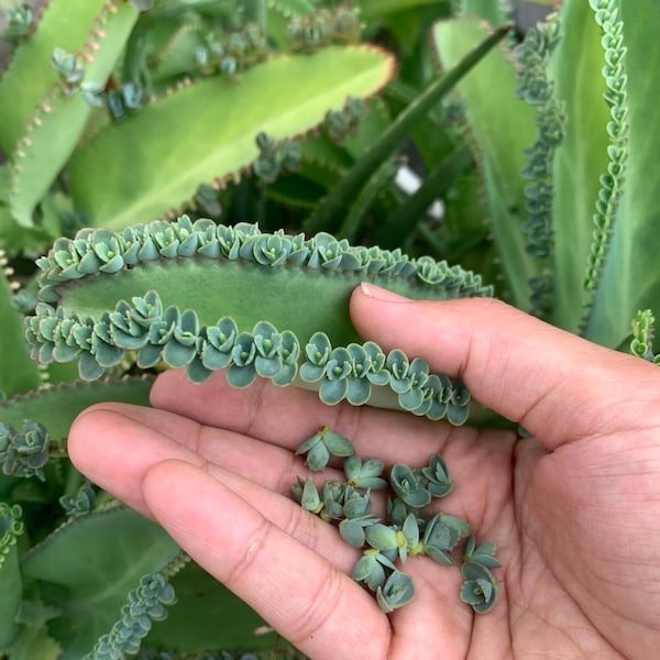 20+  Mother of Thousands Babies | Live Succulent Plantlets | Easy to Grow Kalanchoe