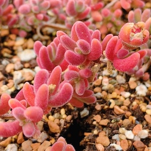 May include: Close-up of a succulent plant with vibrant red, finger-like leaves. The plant has a fuzzy texture and is surrounded by small, colorful pebbles and soil. The overall image showcases the plant's unique shape and color.