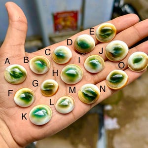 May include: A collection of fifteen oval-shaped Shiva eye shells, each featuring a central dark green spiral pattern surrounded by a creamy white border. The shells are labeled with letters A through O, showcasing natural variations in color and shape.