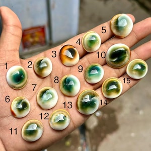 Shiva ögonskal cabochoner, naturliga spiral ädelstenar för smyckestillverkning (polerade)