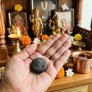 Sudarshan Shaligram-Stein, Vishnu-Chakra für Schutz, Wohlstand und geschäftlichen Erfolg, natürliches Sammlerstück