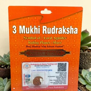 3 Mukhi Rudraksha | Lab Certified Bead for Knowledge, Energy, and Confidence | Lord Agnidev Rudraksha