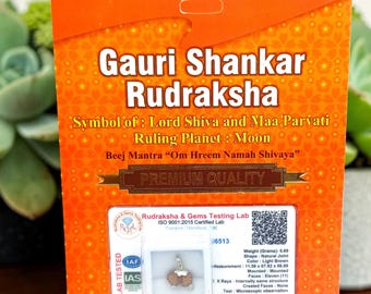 Colgante de Rudraksha Gauri Shankar natural con certificado de Shiva Parvati