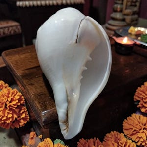 May include: A large, white conch shell with a smooth, glossy surface. The shell is placed on a dark wooden surface, surrounded by orange marigold flowers. A lit candle and other objects are in the background, suggesting a spiritual or decorative theme.