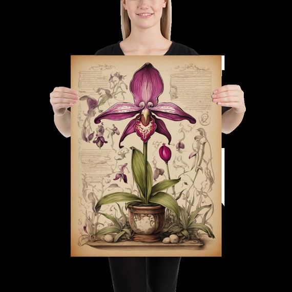 Lady Slipper Botanical Sketch Illustration Enhanced Matte Paper Poster 6 variations to choose from