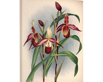 Arte de parede com orquídea sapatinho-de-vênus | Impressão artística botânica vintage em tela