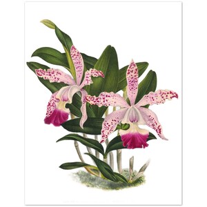 Pode incluir: Ilustração botânica de duas orquídeas. As flores têm pétalas rosa claro salpicadas de pontos rosa escuro e centros magenta profundos. Folhas verdes circundam as flores. A obra de arte está em um fundo branco.