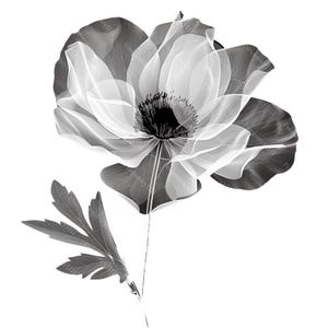 11 Clipart di fiori monocromatici, fiori artistici in bianco e nero, acquerelli stampabili, download digitale PNG di alta qualità per diari