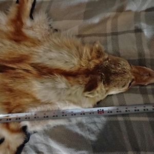 Puede incluir: Una piel de coyote con pelaje marrón rojizo y crema. Una cinta métrica se coloca a lo largo de la piel, mostrando una longitud de aproximadamente 102 cm. La piel está sobre una manta a cuadros gris y blanca.