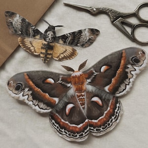 Può includere: Due illustrazioni dettagliate di falene con intricati motivi sulle ali. La falena in alto mostra un segno simile a un teschio sul torace con ali marroni e crema. La falena più grande in basso presenta dettagli sulle ali in marrone, arancione e bianco.