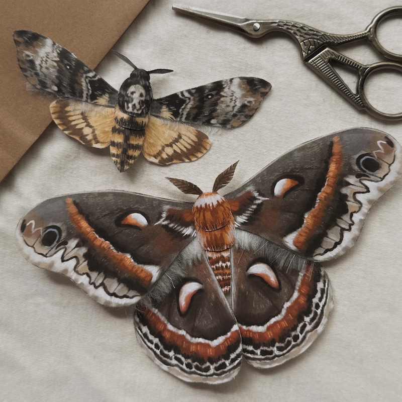 Moth Paper Template - Etsy UK