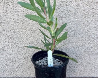 South African Protea flower Sylvia one gallon plant