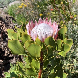 Protea Plant - Etsy