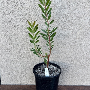 South African Protea flower Leucodendron Safari Sunset one gallon plant