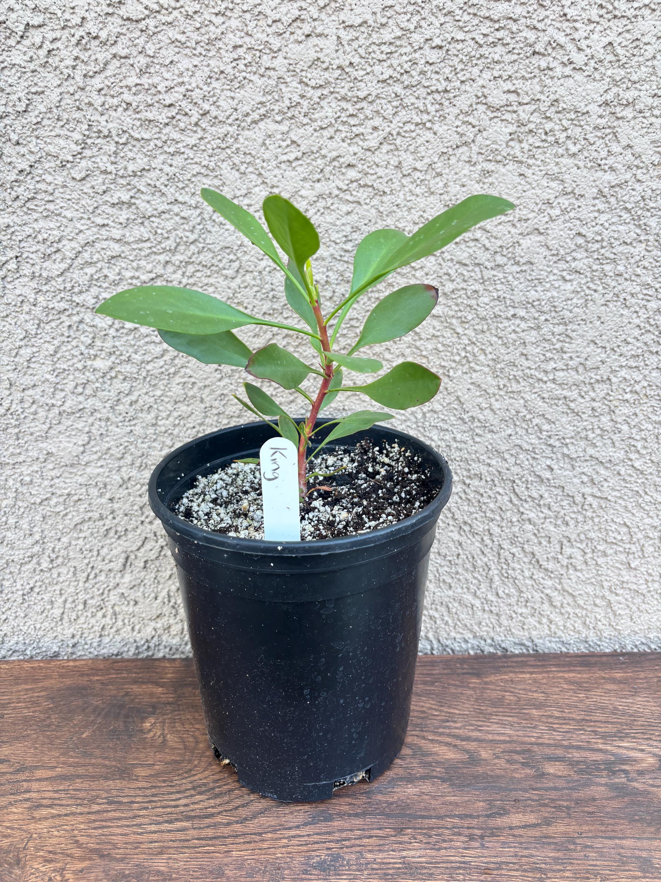 South African Protea King flower one gallon plant